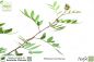 Preview: Pistacia lentiscus Pflanzen