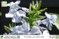 Preview: Plumbago auriculata alba Pflanzen