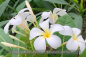 Preview: Plumeria obtusa weiß Pflanzen