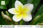 Preview: Plumeria rubra weiss-gelb Pflanzen