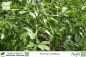 Preview: Poncirus trifoliata Pflanzen