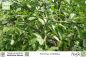 Preview: Poncirus trifoliata