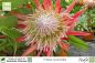 Preview: Protea cynaroides Pflanzen