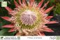 Preview: Protea cynaroides Pflanzen