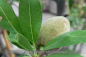 Preview: Prunus dulcis Pflanze
