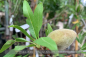 Preview: Prunus dulcis Pflanze