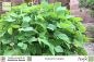 Preview: Pueraria phaseoloides