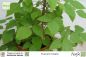 Preview: Pueraria phaseoloides