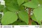 Preview: Pueraria phaseoloides