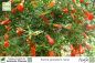 Preview: Punica granatum nana Pflanzen