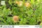 Preview: Punica granatum Pflanzen