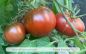 Preview: Tomate Purple Smudge