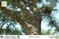 Preview: Quercus suber Pflanzen