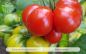 Preview: Tomate Reisetomate