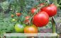 Preview: Tomate Rheinlands Ruhm
