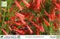 Preview: Russelia equisetiformis Pflanzen