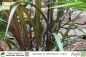 Preview: Saccharum officinarum 'rubra' Pflanzen