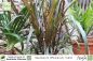 Preview: Saccharum officinarum 'rubra' Pflanzen