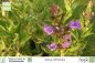 Preview: Salvia officinalis