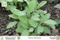 Preview: Salvia officinalis