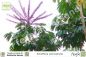 Preview: Schefflera actinophylla