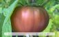 Preview: Tomate Schwarze Sarah