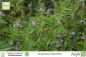 Preview: Scutellaria laterifolia