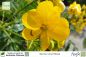 Preview: Cassia Senna corymbosa Pflanzen