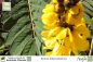 Preview: Cassia Senna didymobotrya Pflanzen