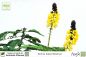 Preview: Cassia Senna didymobotrya Pflanzen