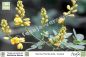 Preview: Senna (Cassia) floribunda