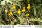 Preview: Senna (Cassia) reticulata
