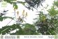 Preview: Senna (Cassia) reticulata