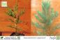 Preview: Sequoiadendron giganteum Pflanzen
