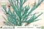 Preview: Sequoiadendron giganteum Pflanzen