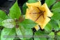 Preview: Solandra maxima Pflanze