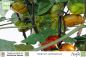 Preview: Solanum aethiopicum