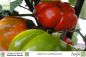 Preview: Solanum aethiopicum