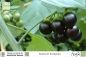 Preview: Solanum burbankii