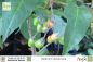 Preview: Solanum dulcamara