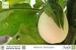 Preview: Solanum melongena