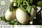 Preview: Solanum melongena