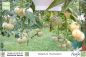 Preview: Solanum muricatum