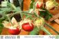 Preview: Solanum sisymbriifolium