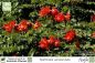 Preview: Spathodea campanulata Pflanzen