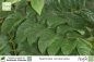 Preview: Spathodea campanulata Pflanzen