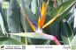 Preview: Strelitzia reginae Pflanzen