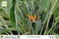 Preview: Strelitzia reginae Pflanzen