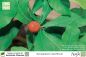 Preview: Synsepalum dulcificum Pflanzen