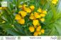 Preview: Tagetes lucida